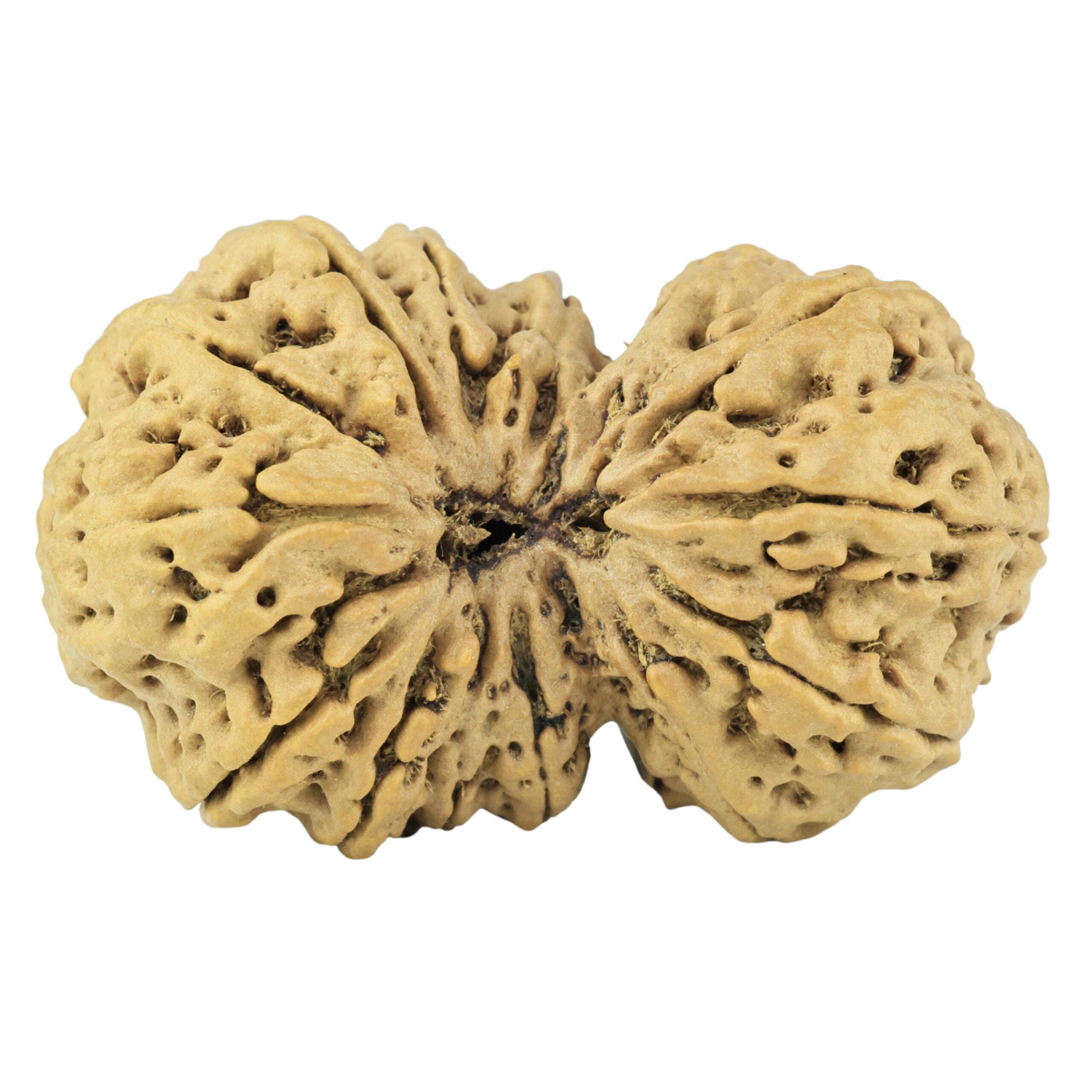 14 Mukhi Gaurishankar 38.6mm 7.72gm - Rudraksha