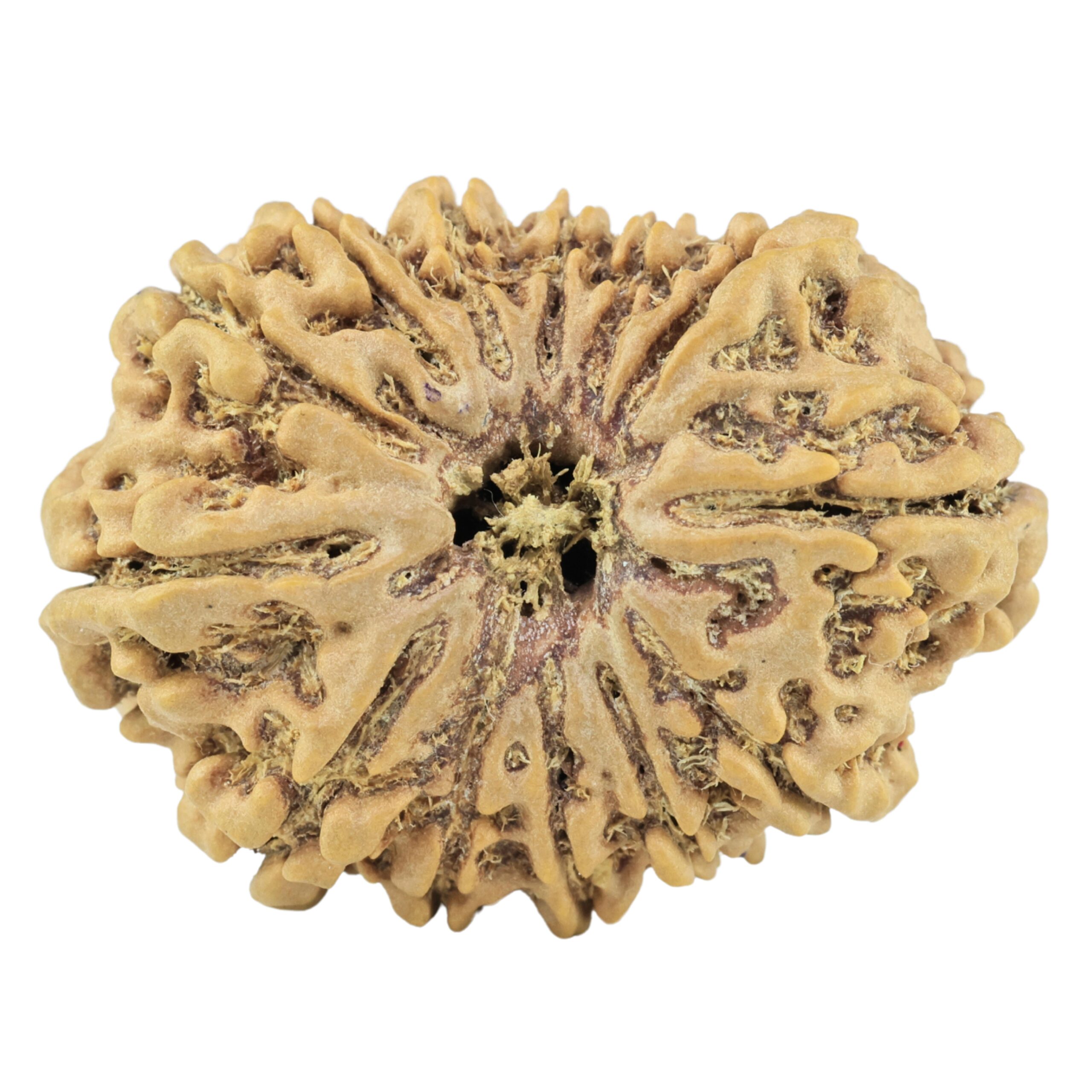 13 Mukhi Rudraksha 29.8mm 4.84gm - Rudraksha