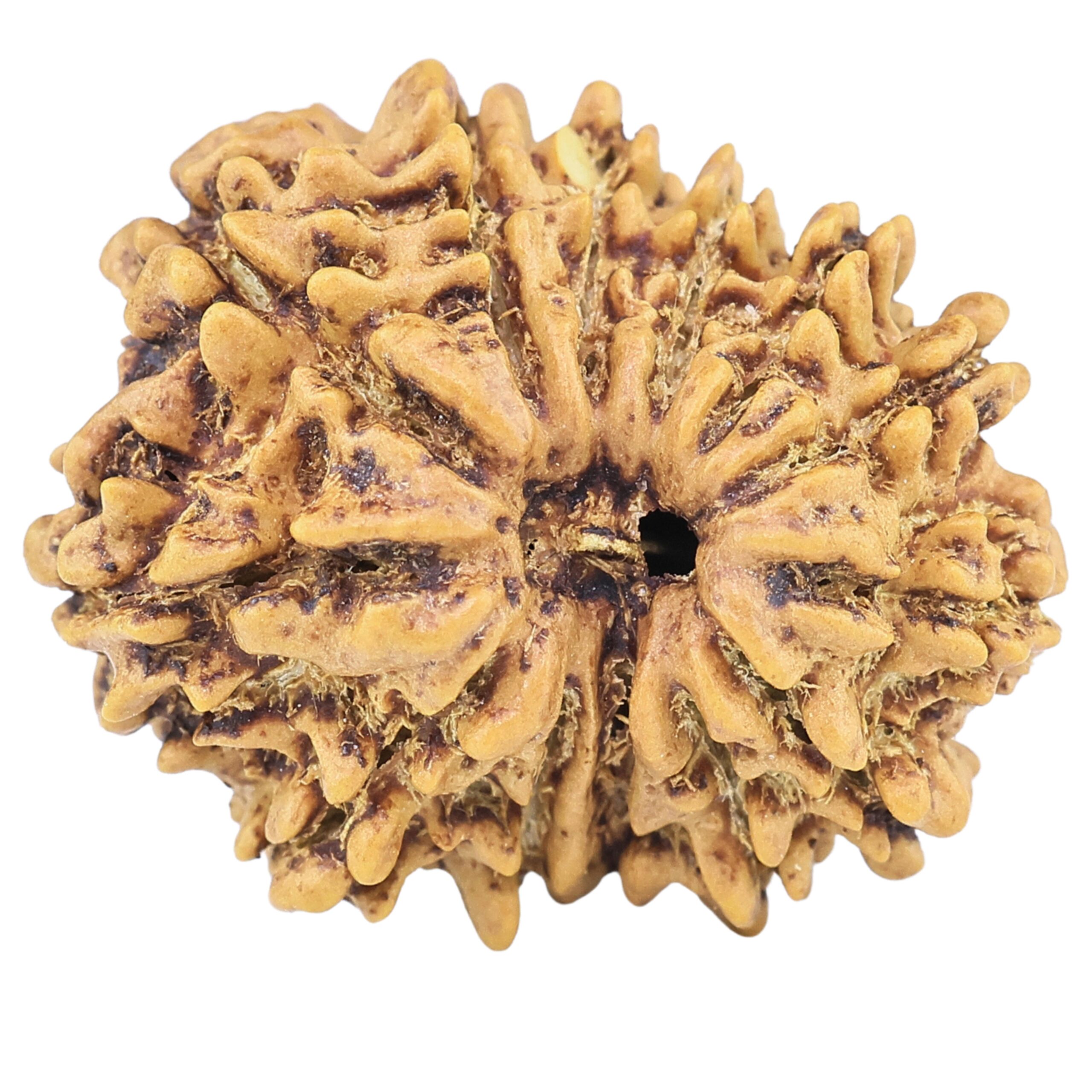13 Mukhi Rudraksha 22.8mm 2.69gm - Rudraksha