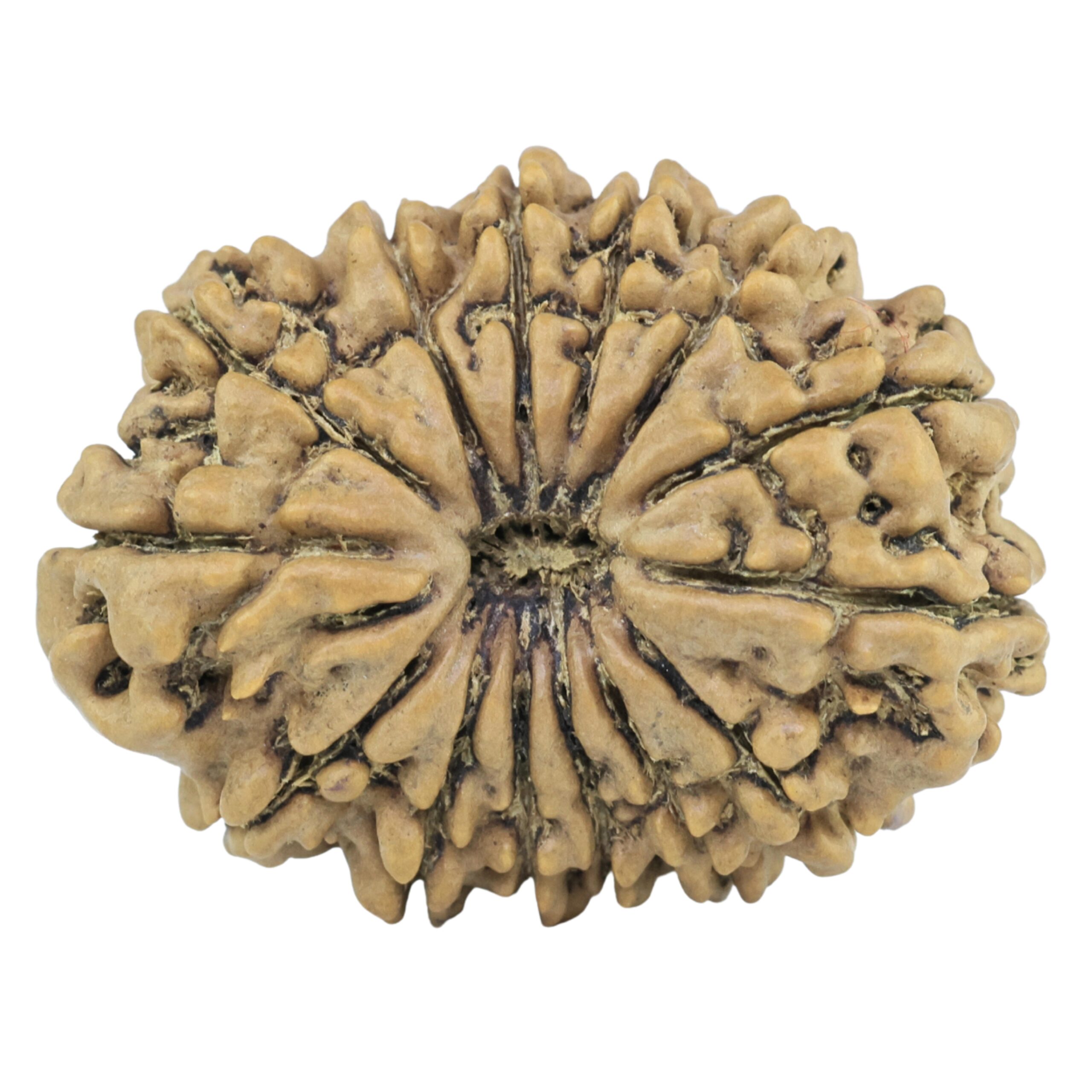 14 Mukhi Rudraksha 29.8mm 5.08gm - Rudraksha