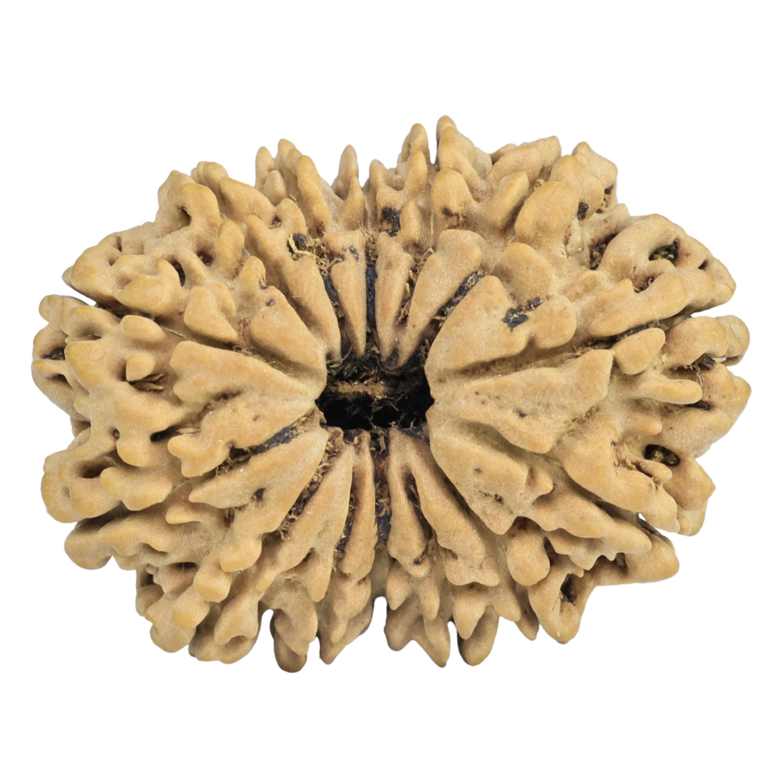 14 Mukhi Rudraksha 34mm 6.93gm - Rudraksha