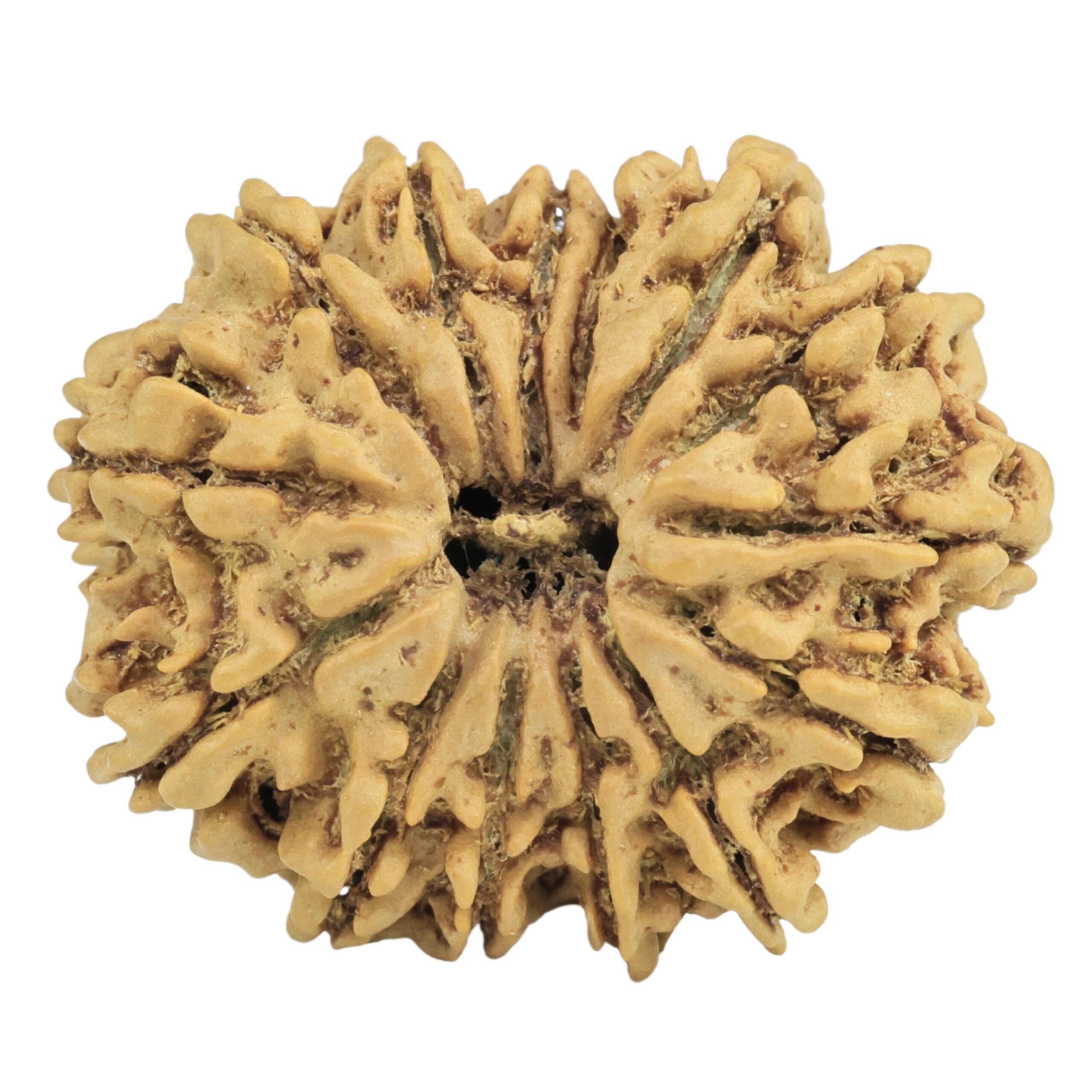 14 Mukhi Rudraksha 26.9mm 3.76gm - Rudraksha