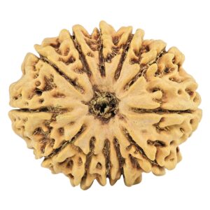 12 Mukhi Rudraksha 29.6mm 5.34gm - Rudraksha