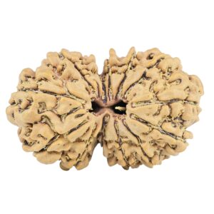 13 Mukhi Gaurishankar 33.4mm 5.64gm - Rudraksha