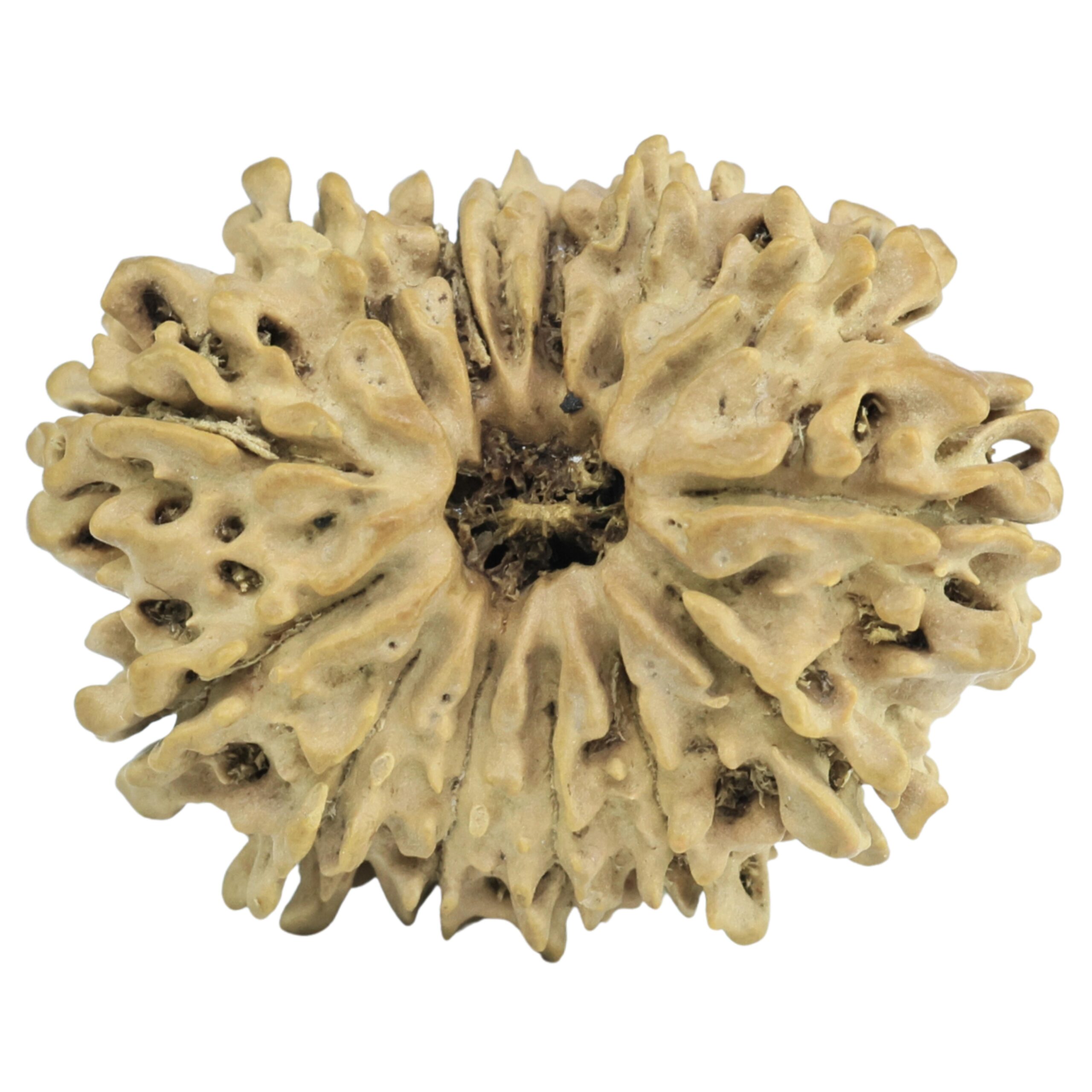 14 Mukhi Rudraksha 25.8mm 2.79gm - Rudraksha