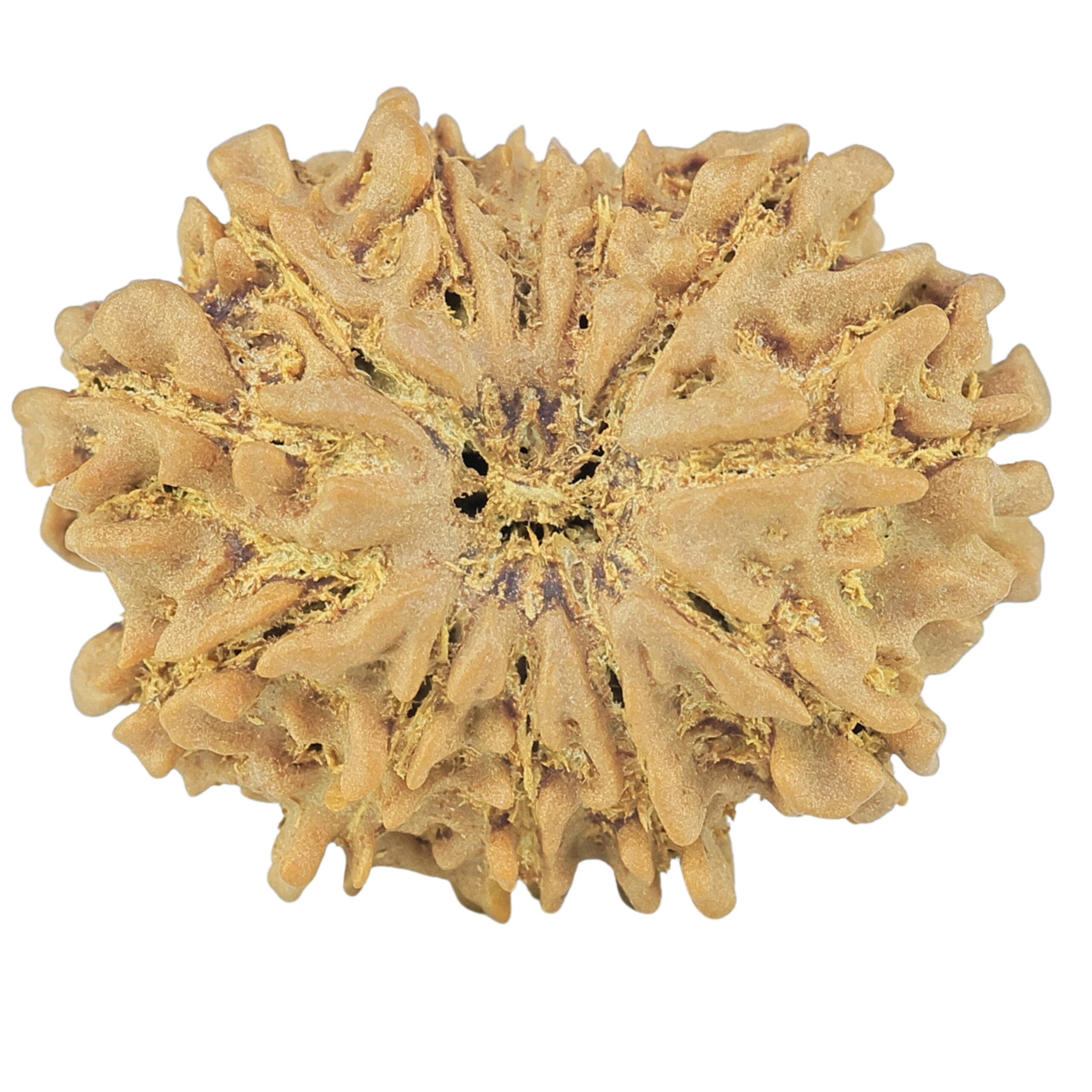 12 Mukhi Rudraksha 24.6mm 3.32gm - Rudraksha