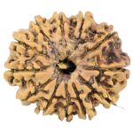 12 Mukhi Rudraksha 26.7mm 3.38gm - Rudraksha