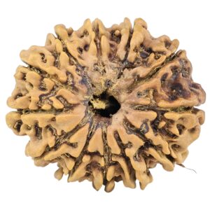 12 Mukhi Rudraksha 26.7mm 3.38gm - Rudraksha