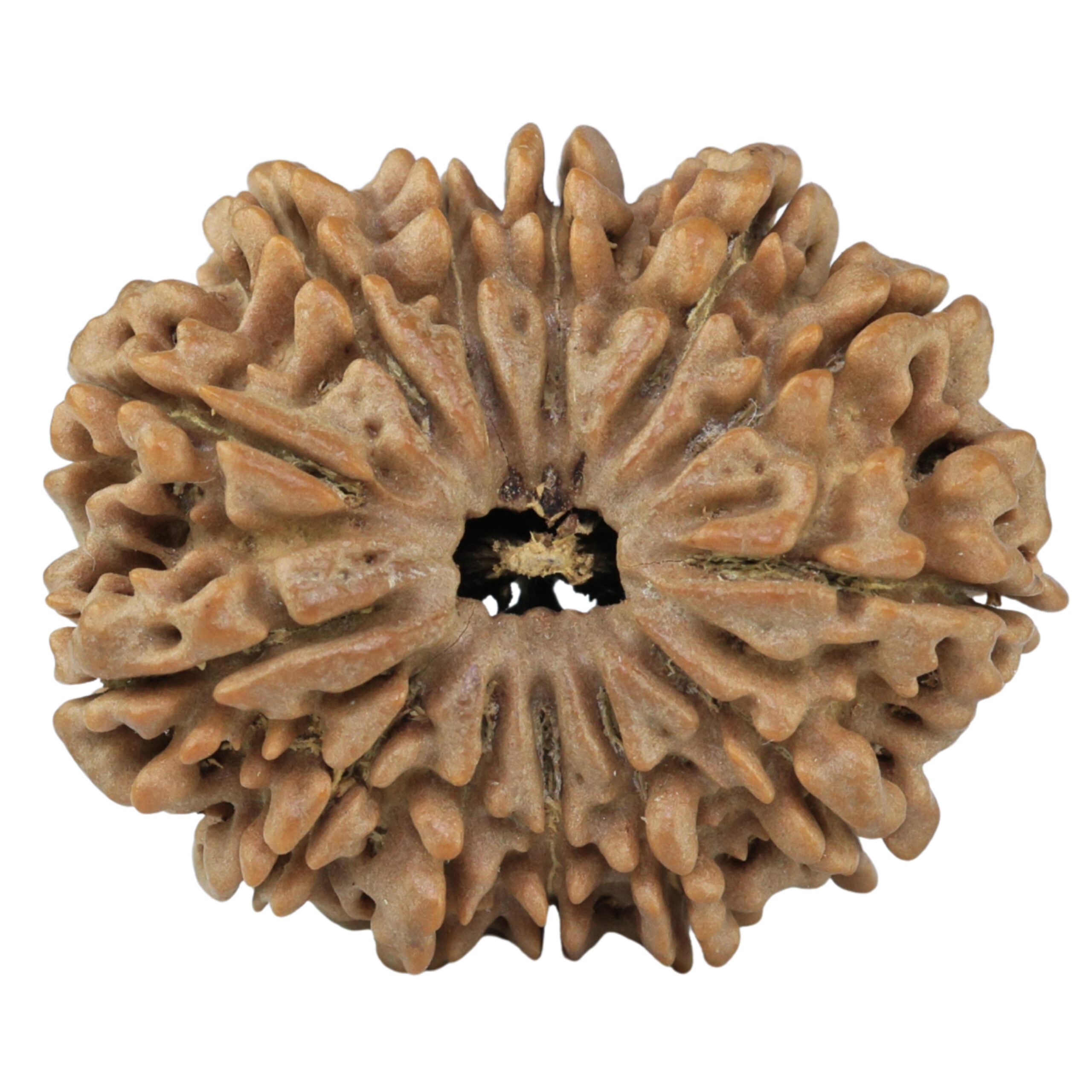 13 Mukhi Rudraksha 31.9mm 7gm - Rudraksha