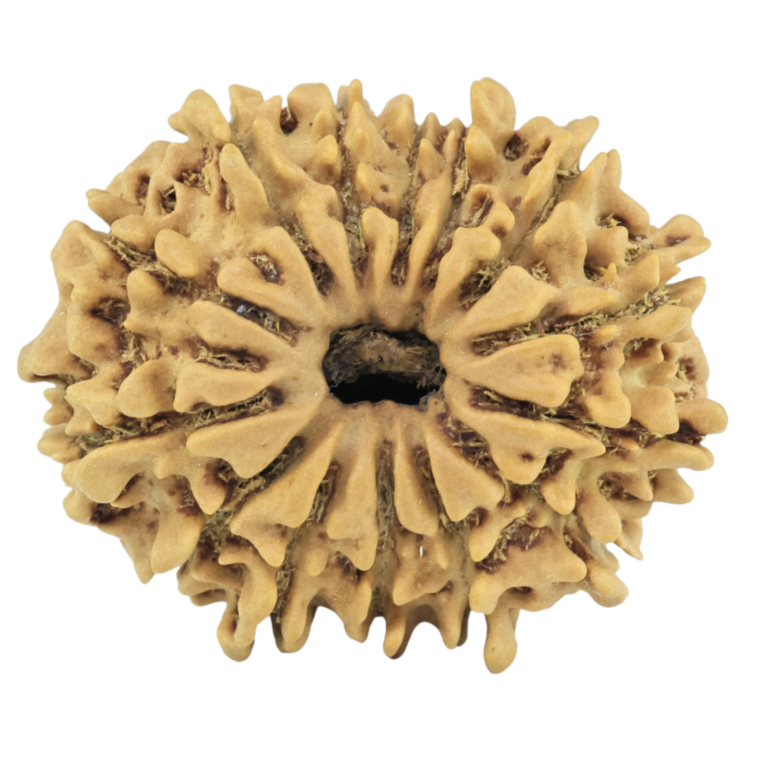 14 Mukhi Rudraksha 24.6mm 2.79gm - Rudraksha