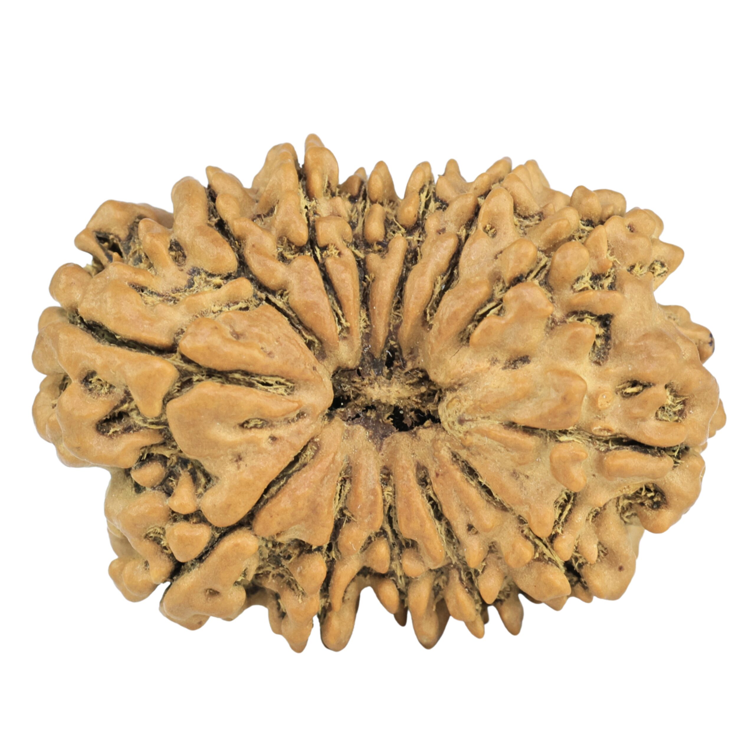 13 Mukhi Rudraksha 31.6mm 5.52gm - Rudraksha