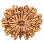 13 Mukhi Rudraksha 31.6mm 6.19gm - Rudraksha
