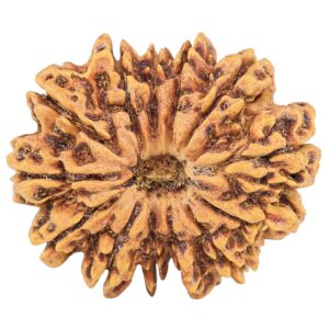 13 Mukhi Rudraksha 31.6mm 6.19gm - Rudraksha