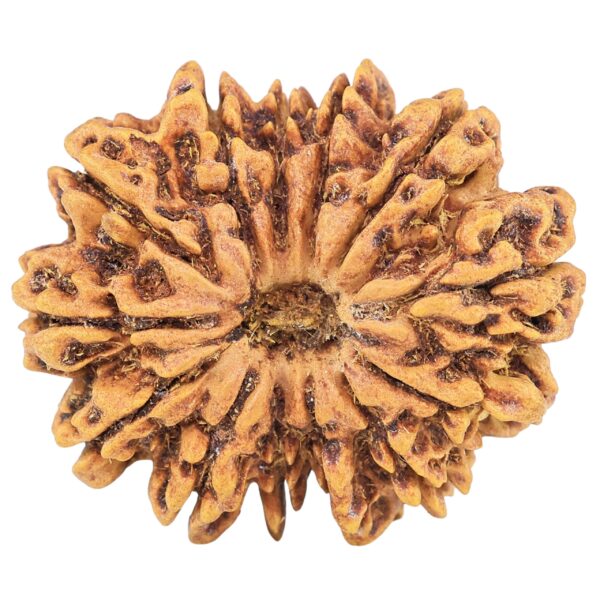 13 Mukhi Rudraksha 31.6mm 6.19gm - Rudraksha