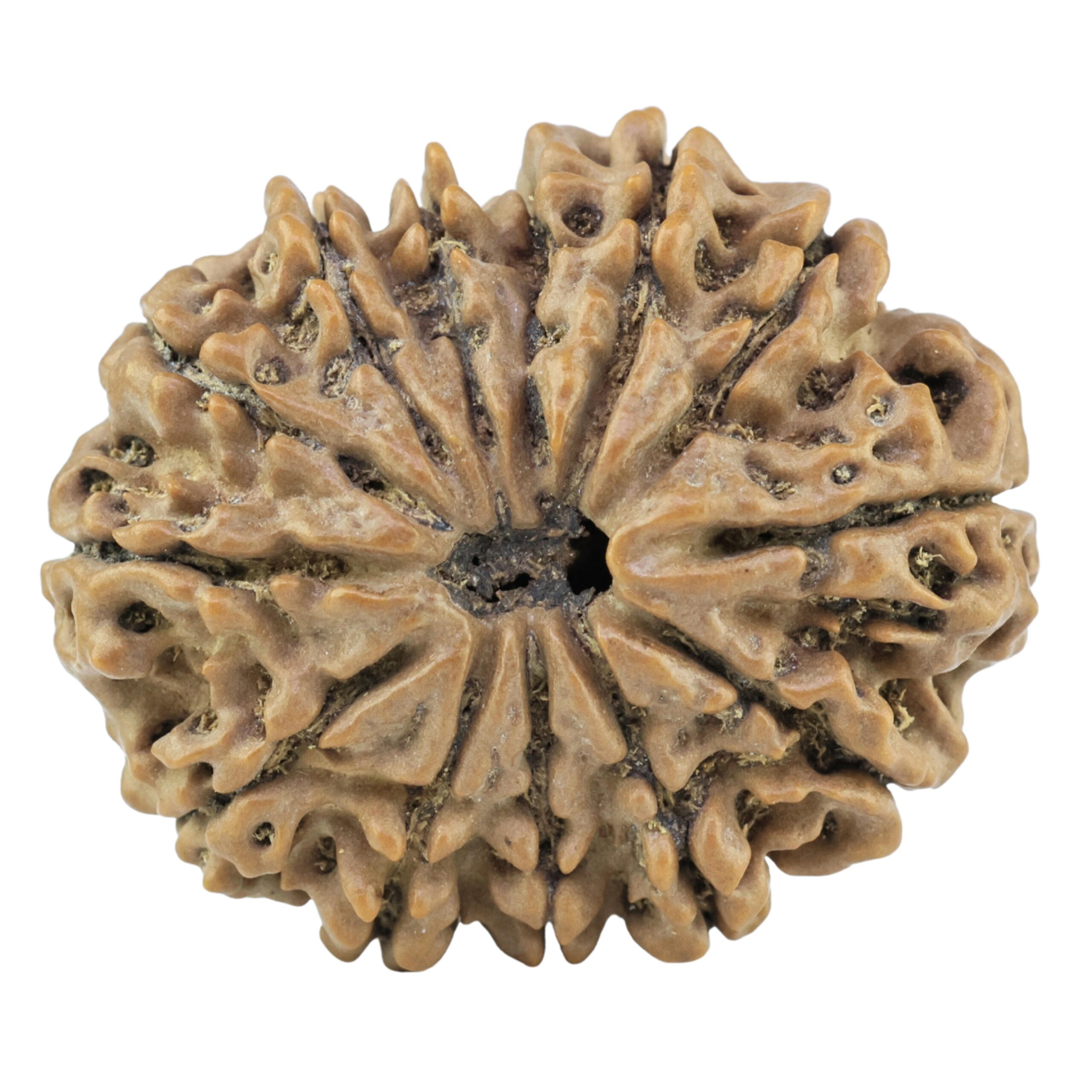 13 Mukhi Rudraksha 28.8mm 5.24gm - Rudraksha