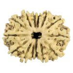 14 Mukhi Rudraksha 28mm 2.79gm - Rudraksha