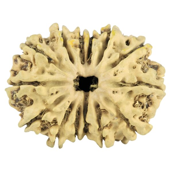 14 Mukhi Rudraksha 28mm 2.79gm - Rudraksha