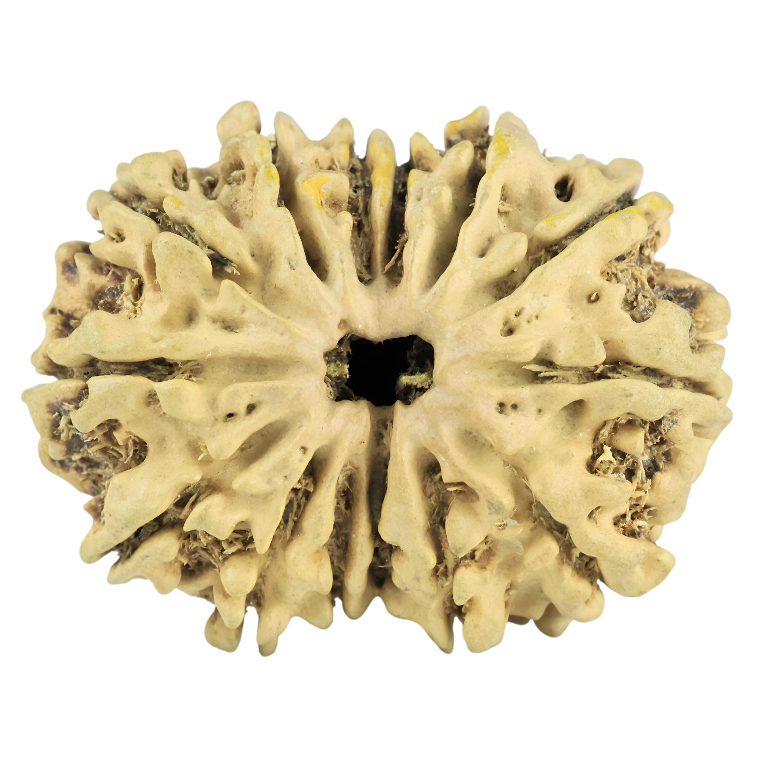 14 Mukhi Rudraksha 28mm 2.79gm - Rudraksha