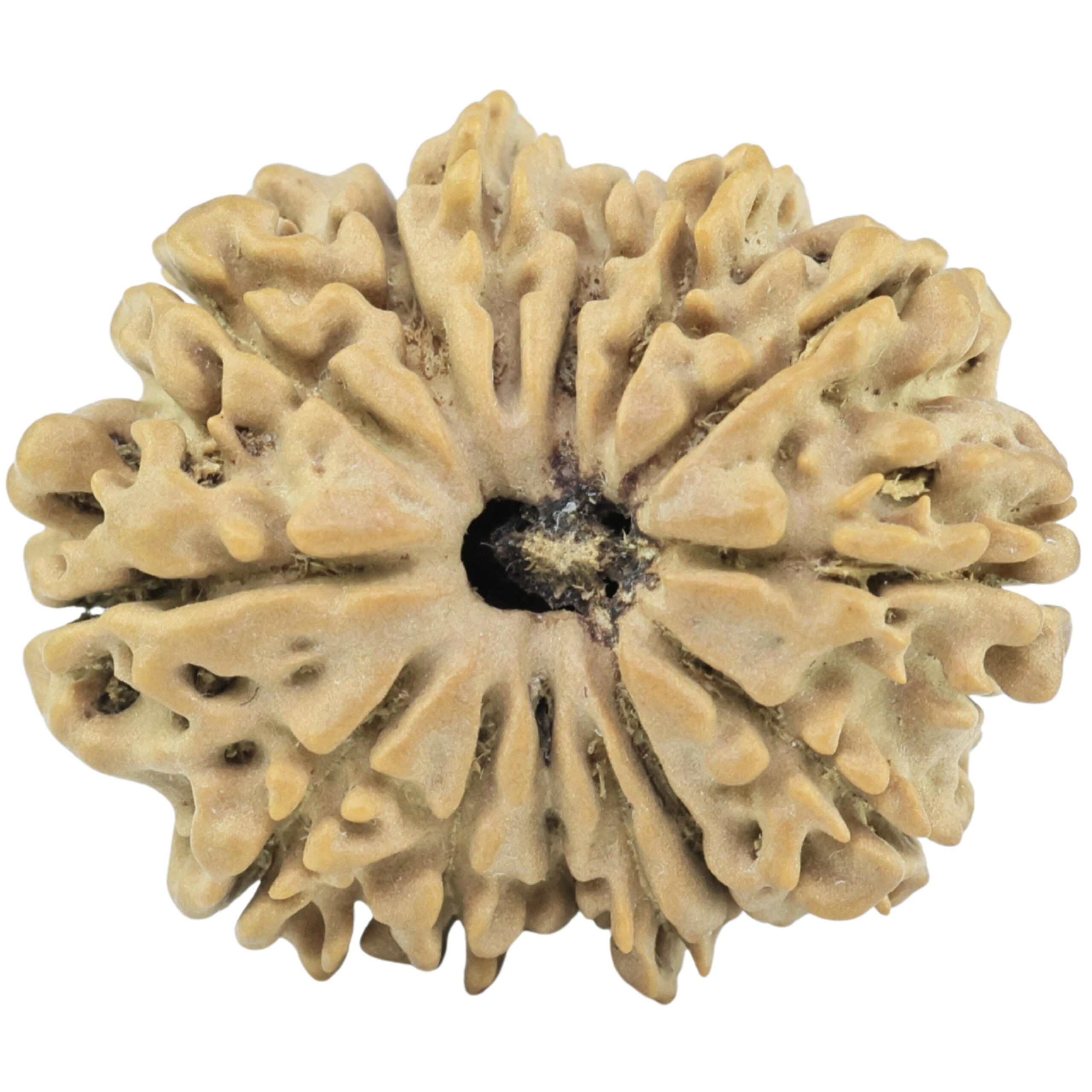 14 Mukhi Rudraksha 24.4mm 3gm - Rudraksha
