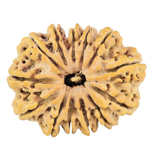 13 Mukhi Rudraksha 32.1mm 7.11gm - Rudraksha