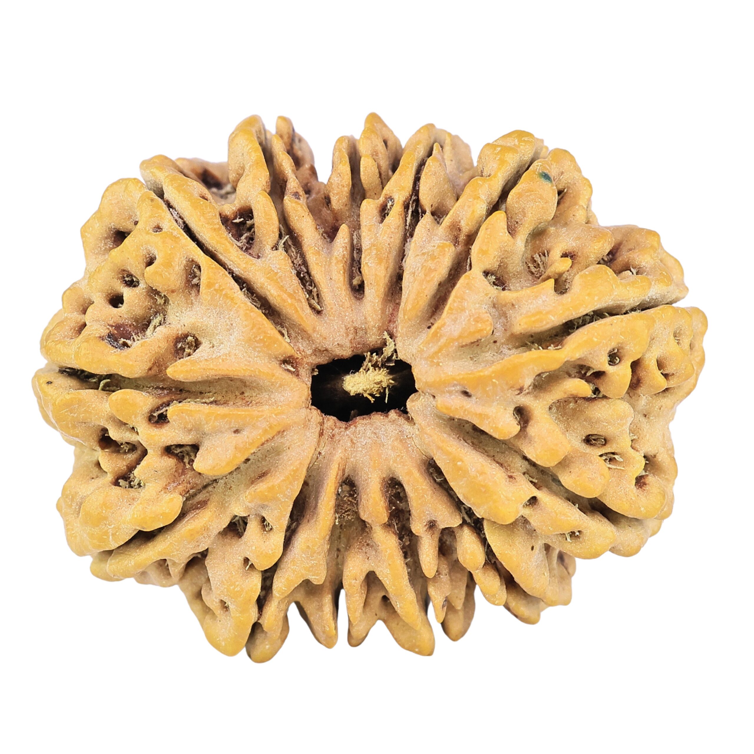13 Mukhi Rudraksha 32.1mm 7.11gm - Rudraksha