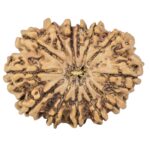 13 Mukhi Rudraksha 31.4mm 5.59gm - Rudraksha