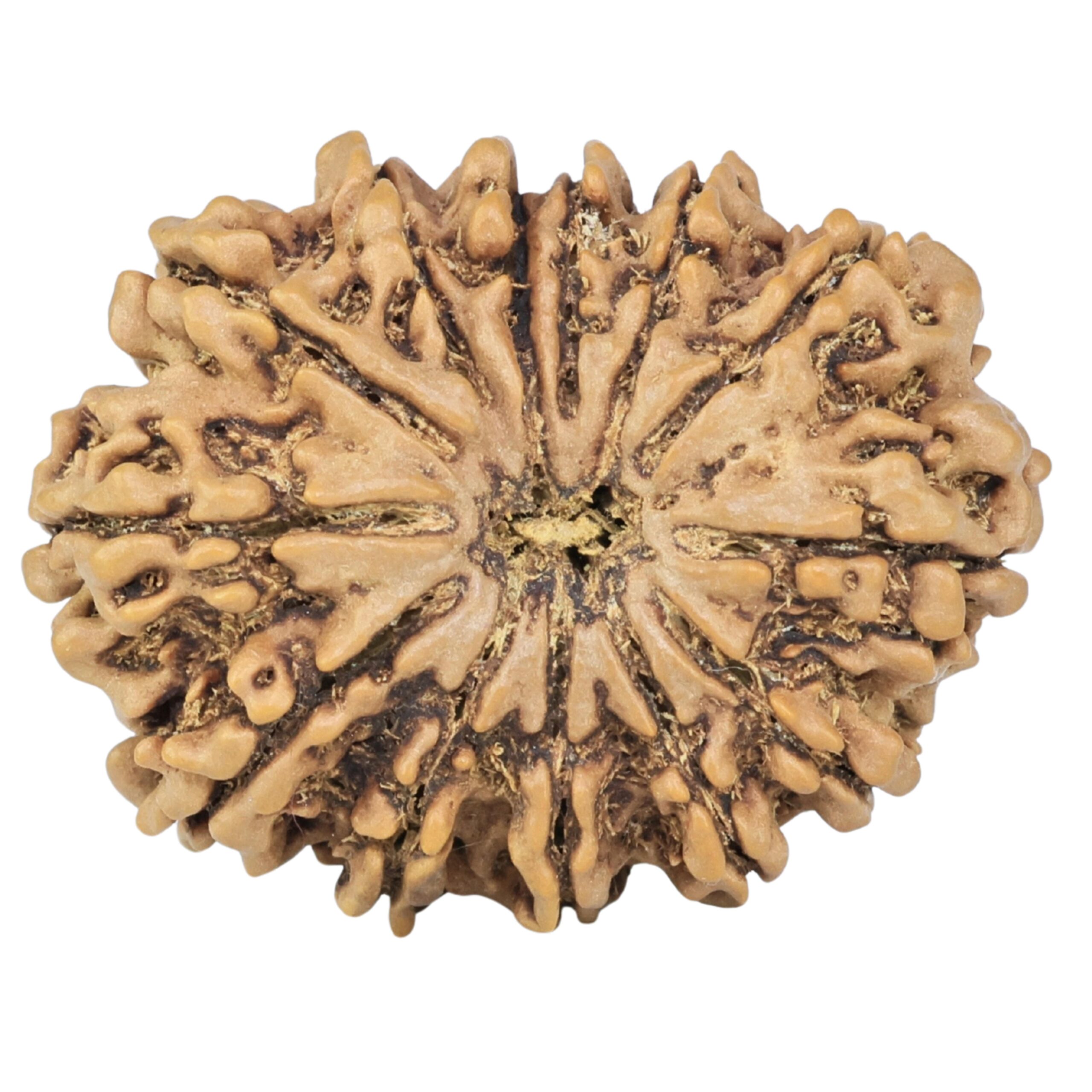 13 Mukhi Rudraksha 31.4mm 5.59gm - Rudraksha