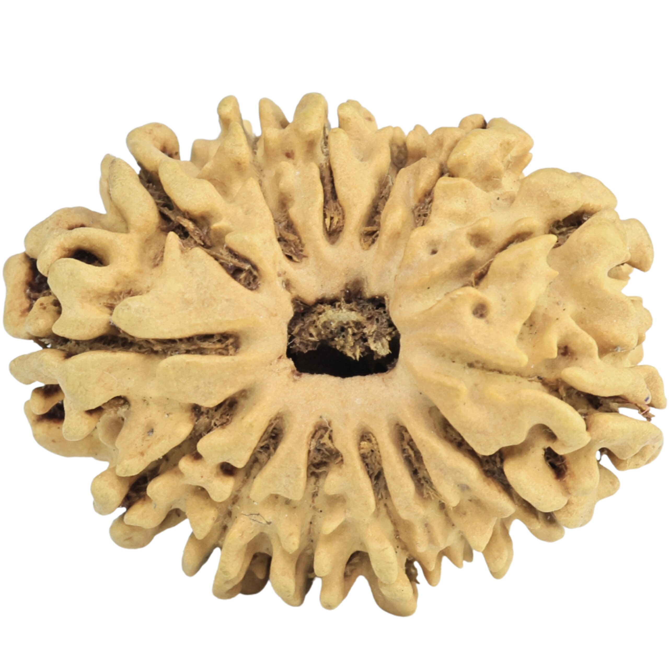 14 Mukhi Rudraksha 26.9mm 2.7gm - Rudraksha