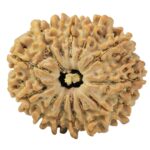 13 Mukhi Rudraksha 25mm 3.68gm - Rudraksha