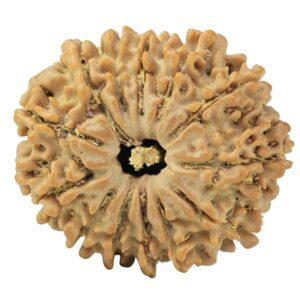 13 Mukhi Rudraksha 25mm 3.68gm - Rudraksha
