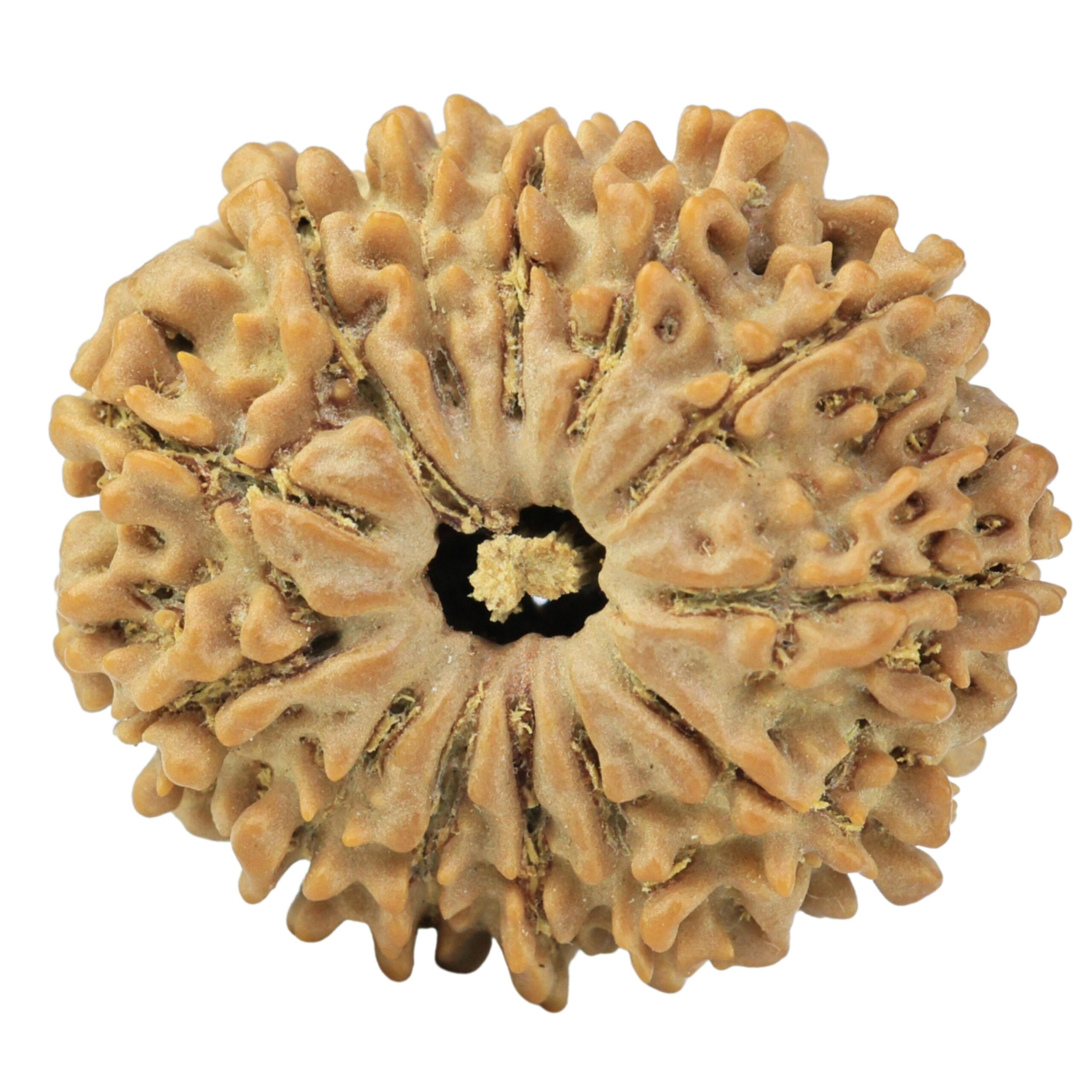 13 Mukhi Rudraksha 25mm 3.68gm - Rudraksha