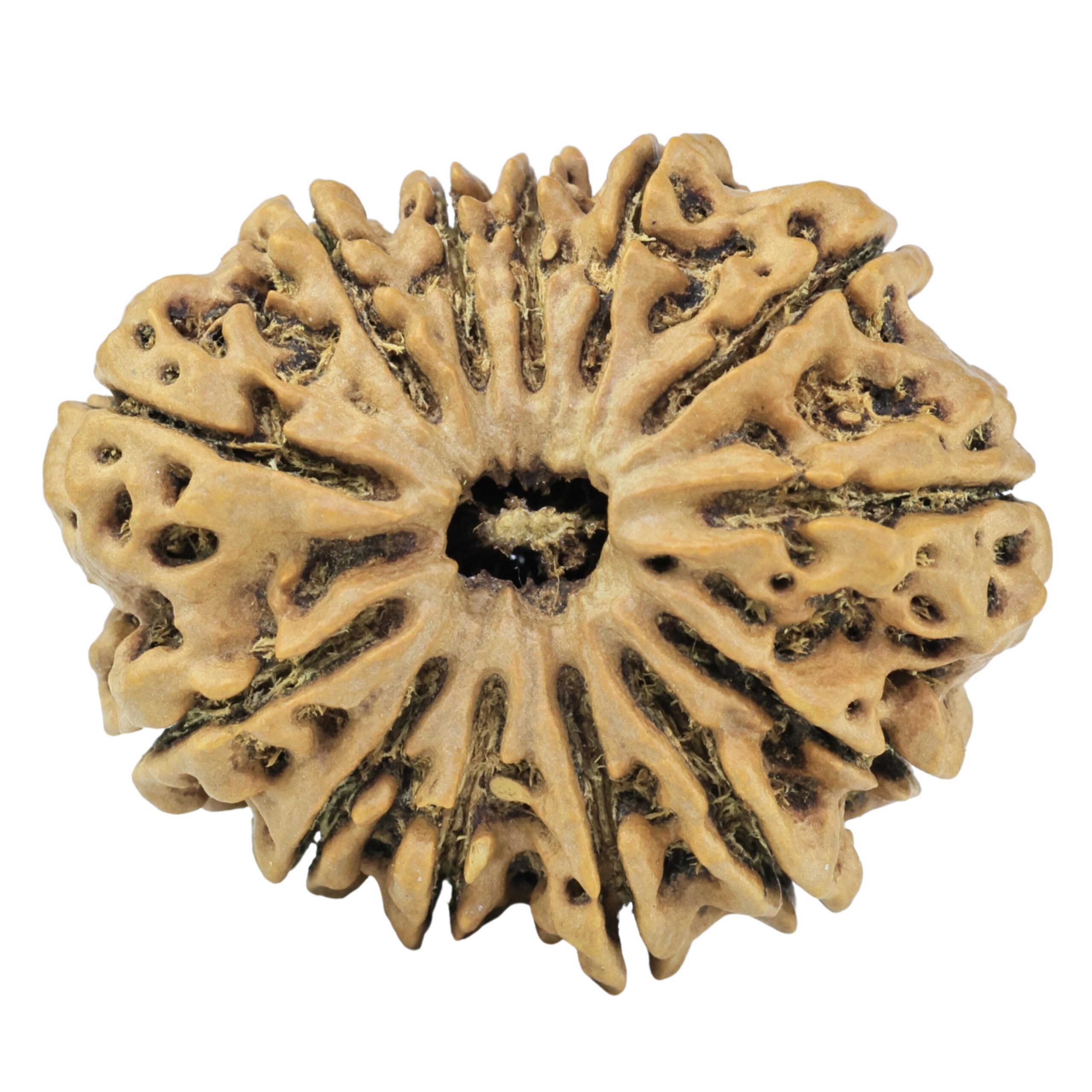 13 Mukhi Rudraksha 32.3mm 5.76gm - Rudraksha