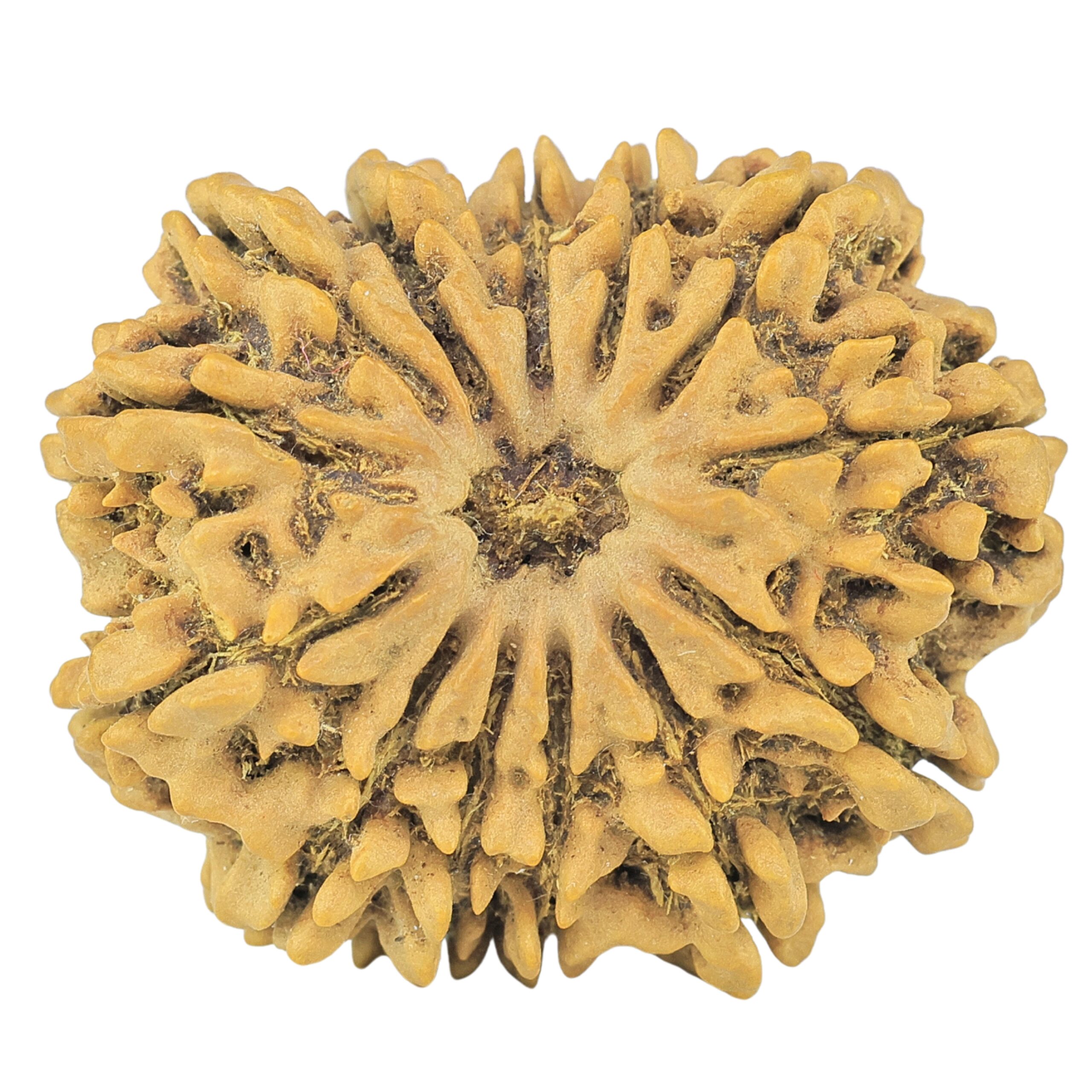 13 Mukhi Rudraksha 30.6mm 5.93gm - Rudraksha