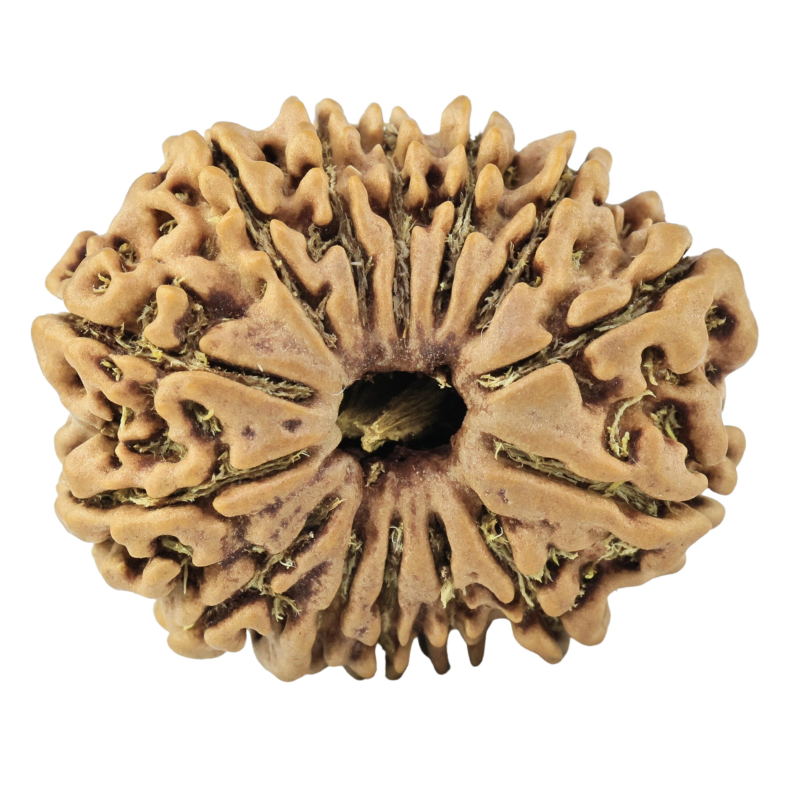 14 Mukhi Rudraksha 24mm 3gm - Rudraksha