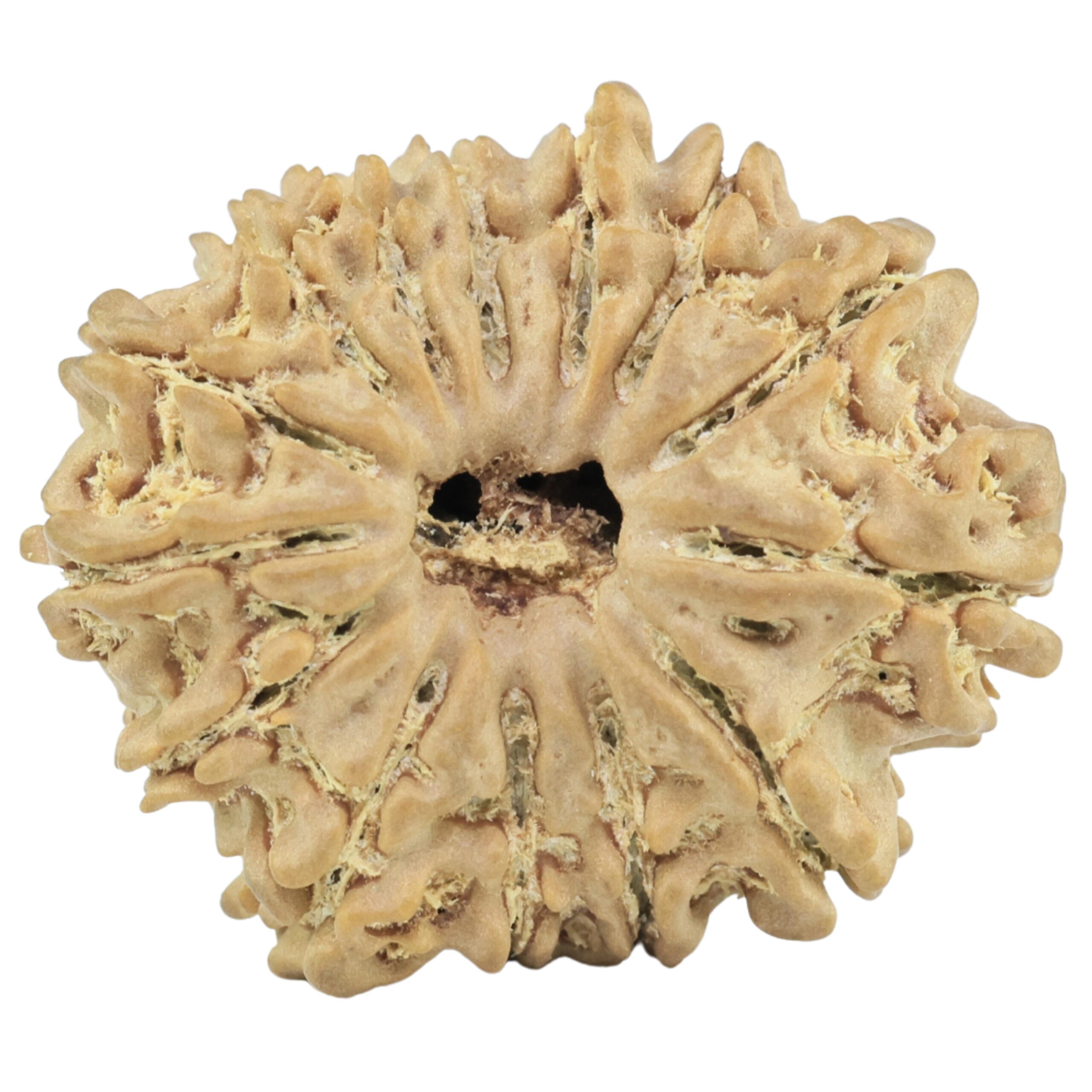 14 Mukhi Rudraksha 24.9mm 3.29gm - Rudraksha