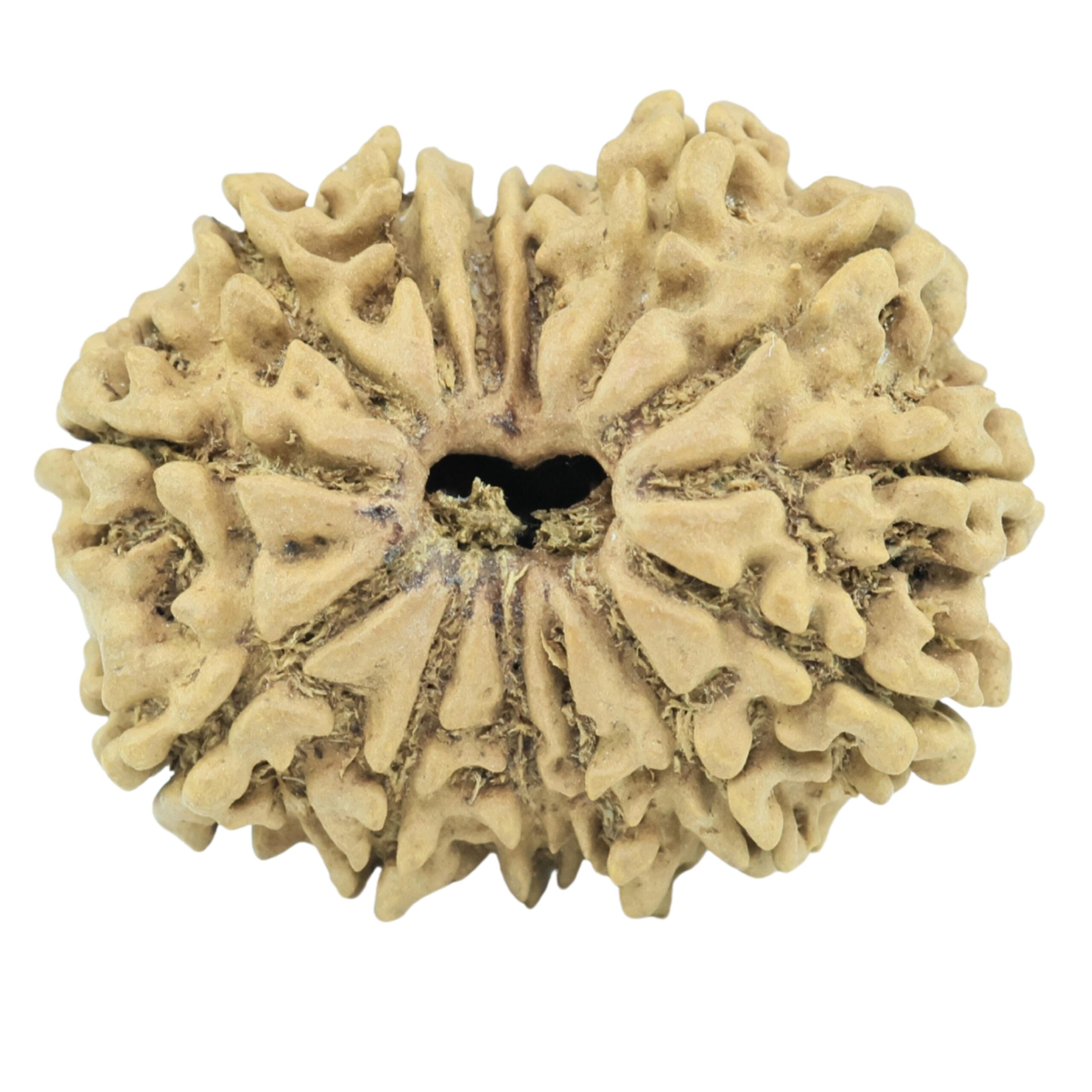 14 Mukhi Rudraksha 24mm 2.22gm - Rudraksha