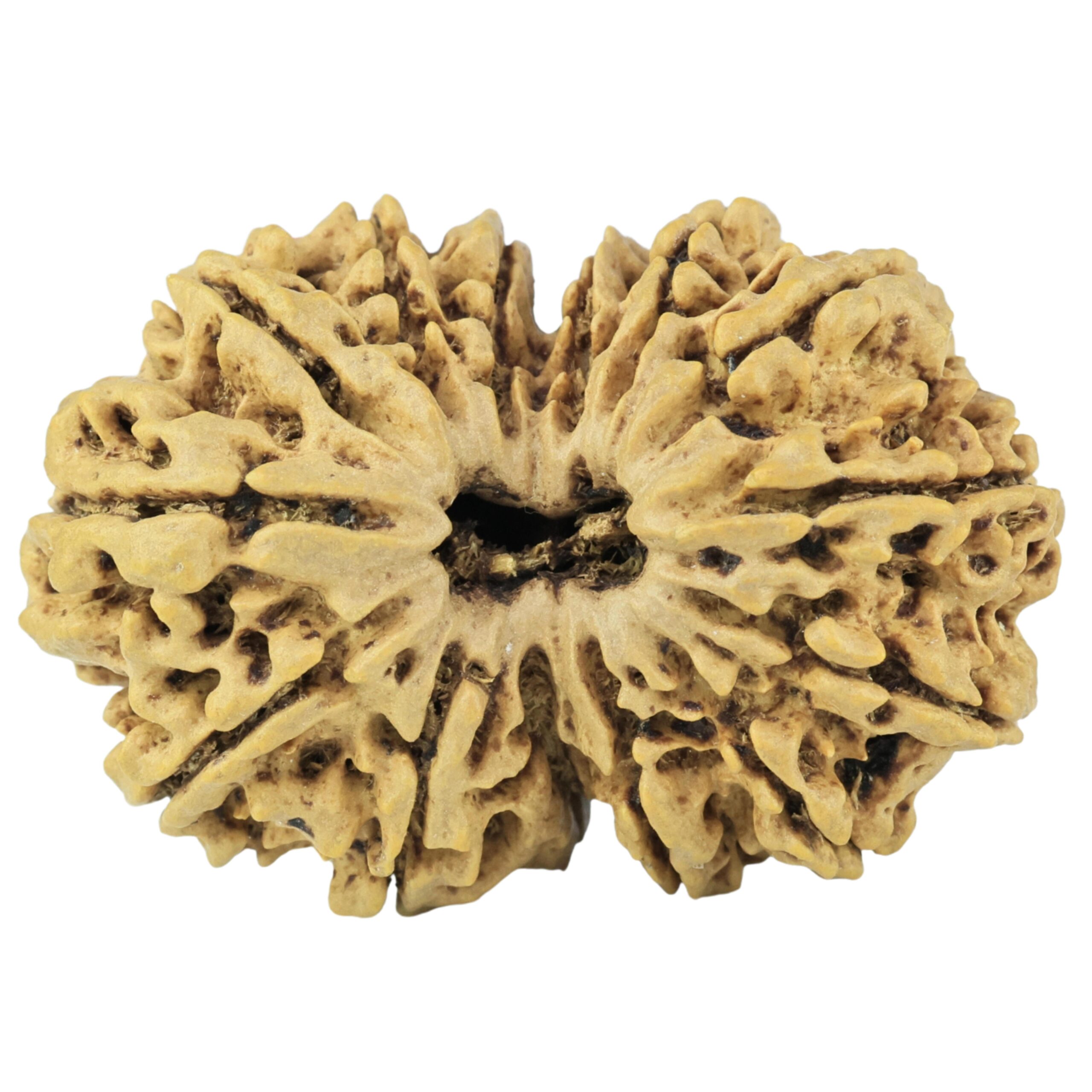 14 Mukhi Gaurishankar 33.6mm 5.93gm - Rudraksha