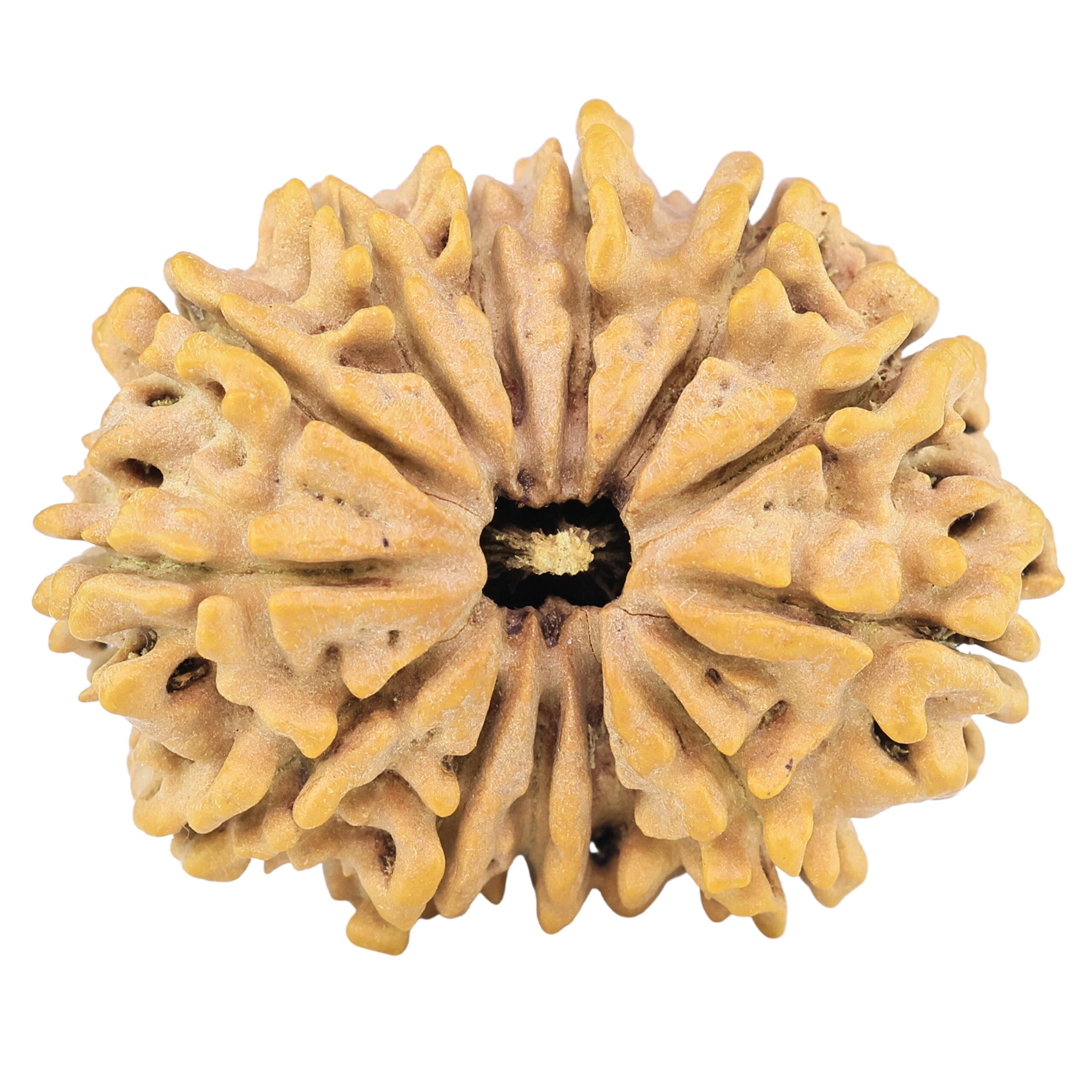 13 Mukhi Rudraksha 32.3mm 6.27gm - Rudraksha