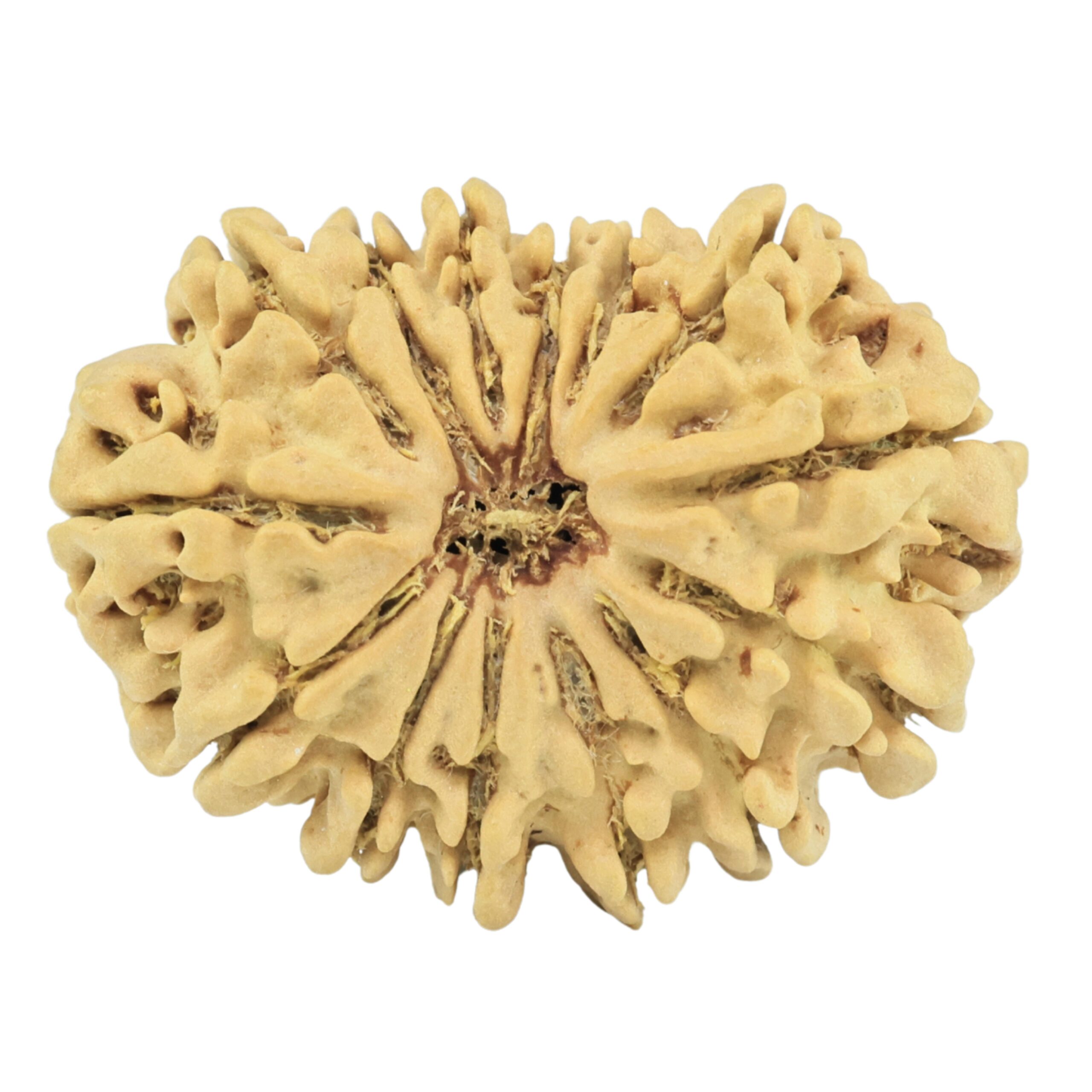 14 Mukhi Rudraksha 26.4mm 2.99gm - Rudraksha