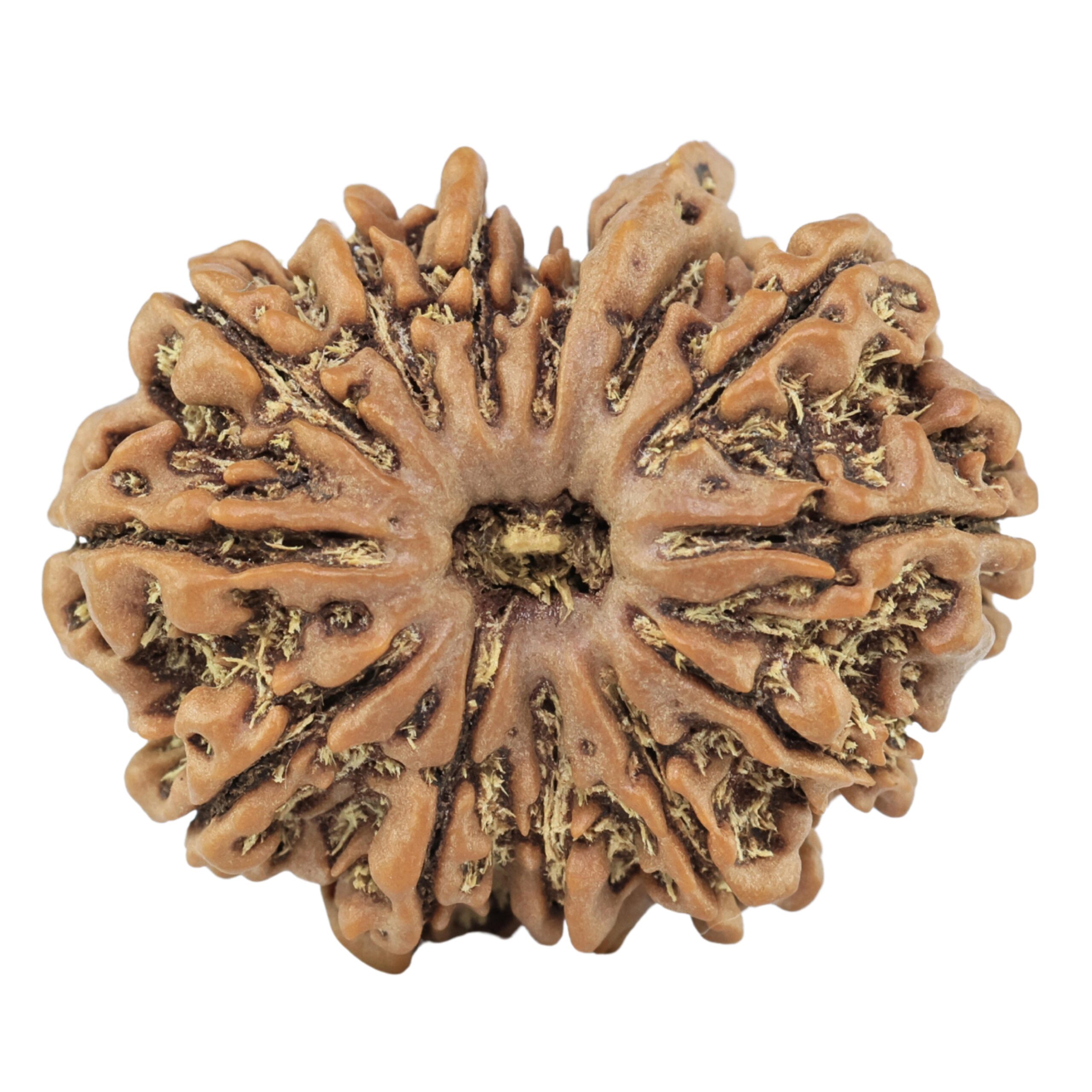 13 Mukhi Ganesh 27.9mm 4.82gm - Rudraksha