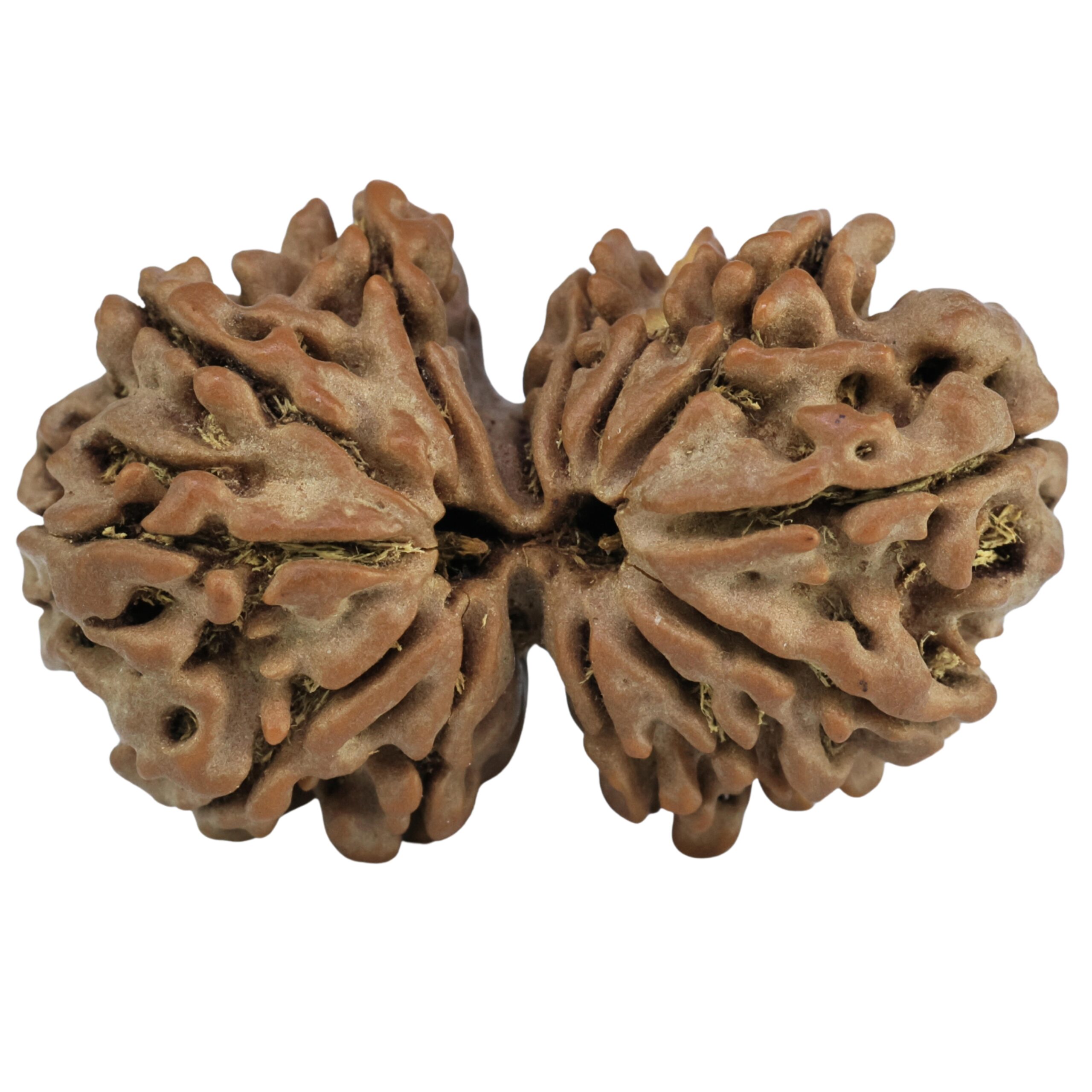 14 Mukhi Gaurishankar 34.5mm 6.44gm - Rudraksha