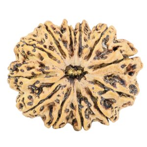 12 Mukhi Rudraksha 30.6mm 5.6gm - Rudraksha