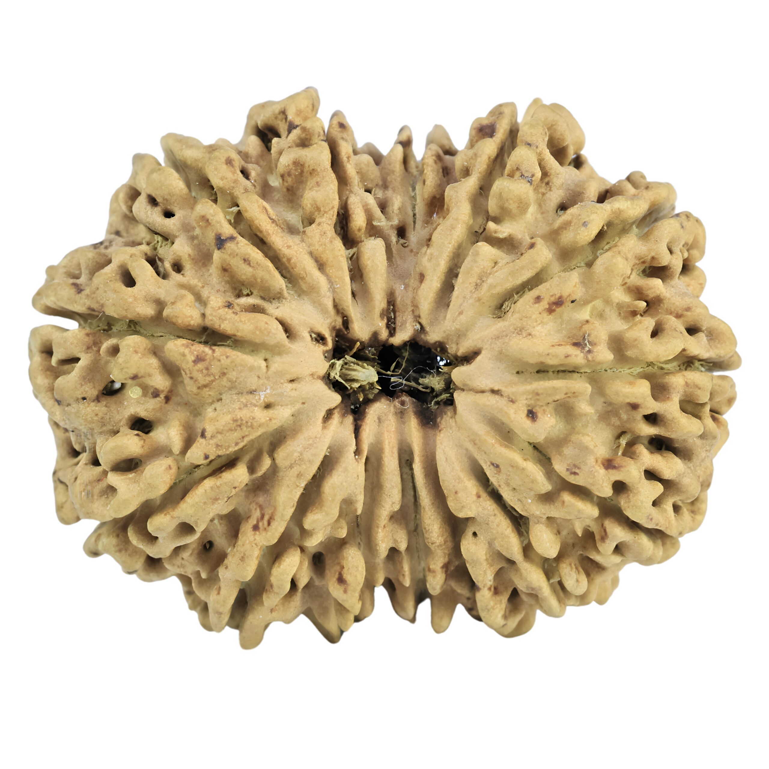 14 Mukhi Rudraksha 31.6mm 4.23gm - Rudraksha