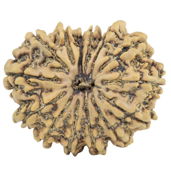 14 Mukhi Rudraksha 29.3mm 4.85gm - Rudraksha