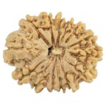 14 Mukhi Rudraksha 24mm 3.19gm - Rudraksha