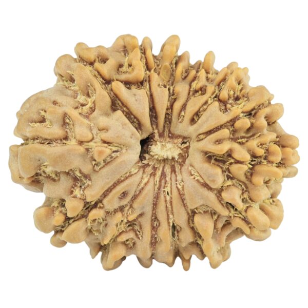 14 Mukhi Rudraksha 24mm 3.19gm - Rudraksha