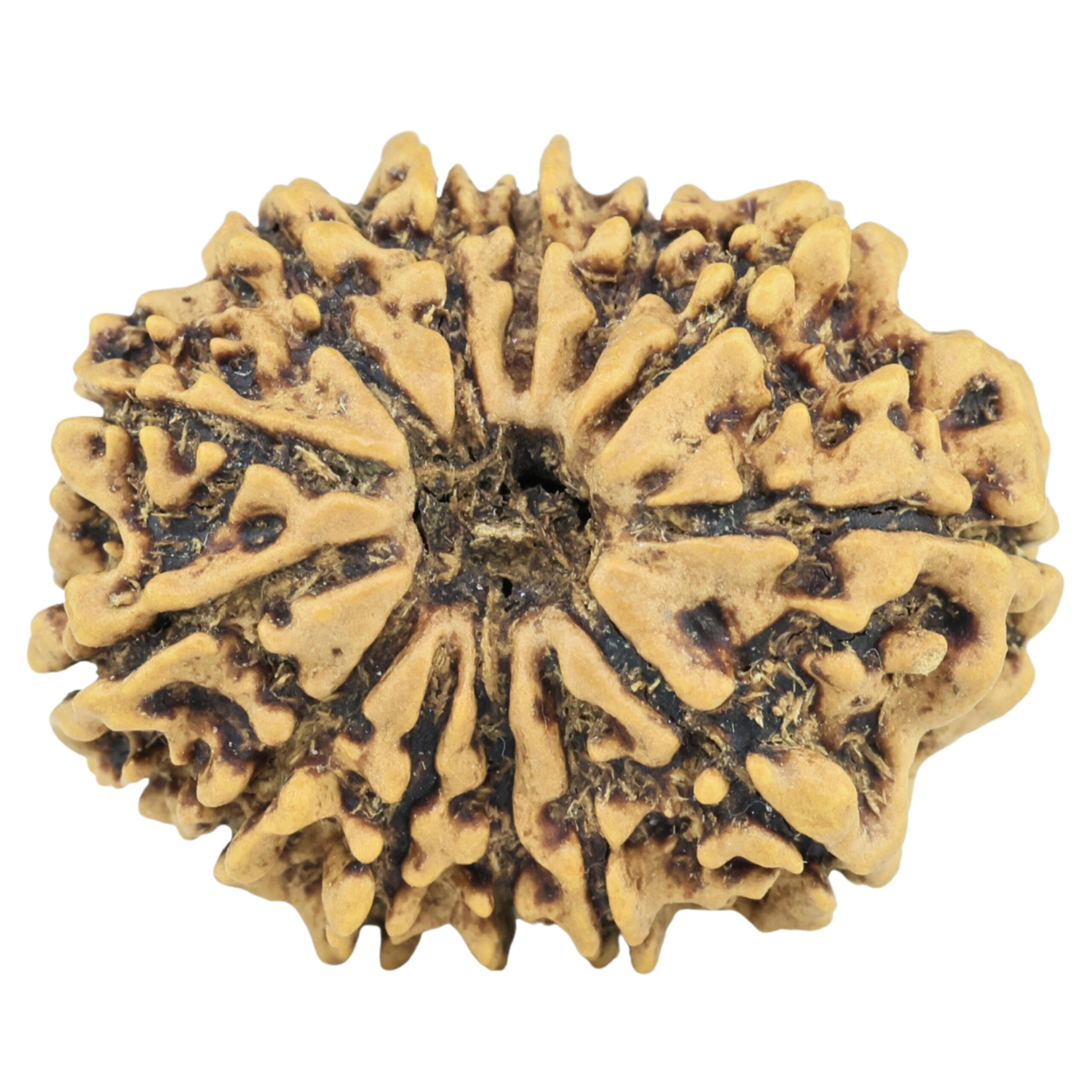 13 Mukhi Rudraksha 25.5mm 3.24gm - Rudraksha