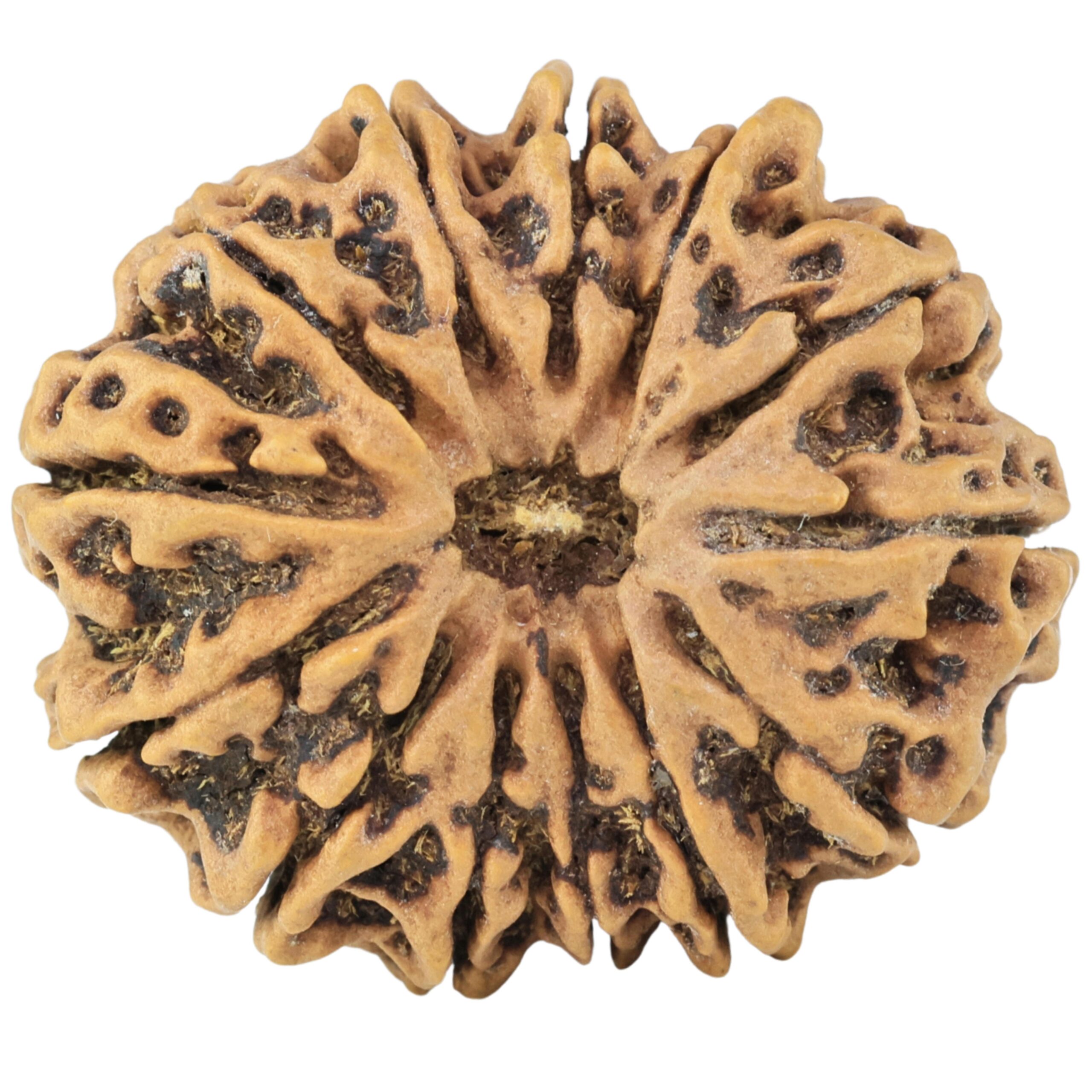 13 Mukhi Rudraksha 31.1mm 6.58gm - Rudraksha