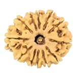12 Mukhi Rudraksha 25.8mm 3.16gm - Rudraksha