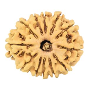 12 Mukhi Rudraksha 25.8mm 3.16gm - Rudraksha